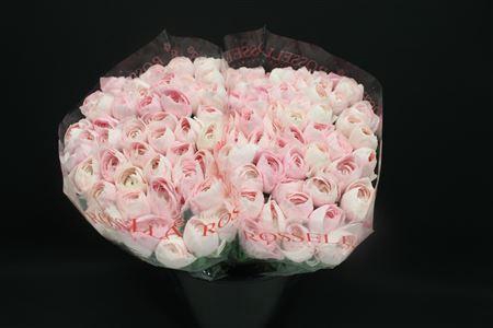 <h4>Cloni X Pink Hanoi X100</h4>