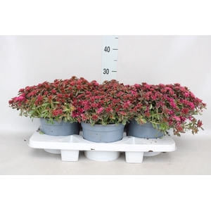 Sedum spurium 'Spot on deep Rose'