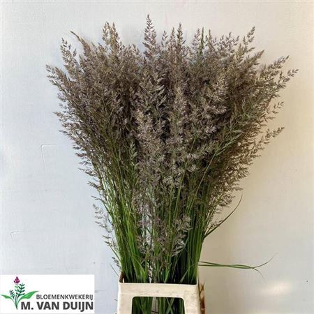 <h4>Siergras Calamagrostis Brachy</h4>