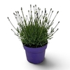 Lavandula An Hidcote