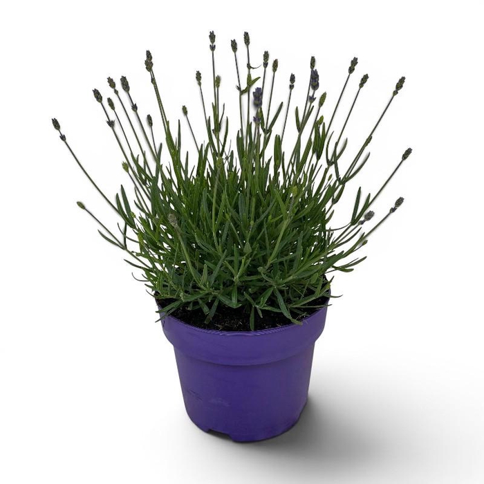 <h4>Lavandula An Hidcote</h4>