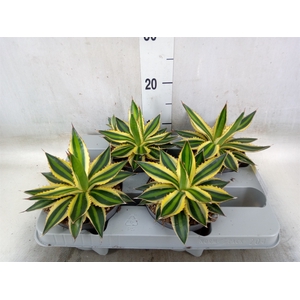 Agave lophantha 'Quadricolor'