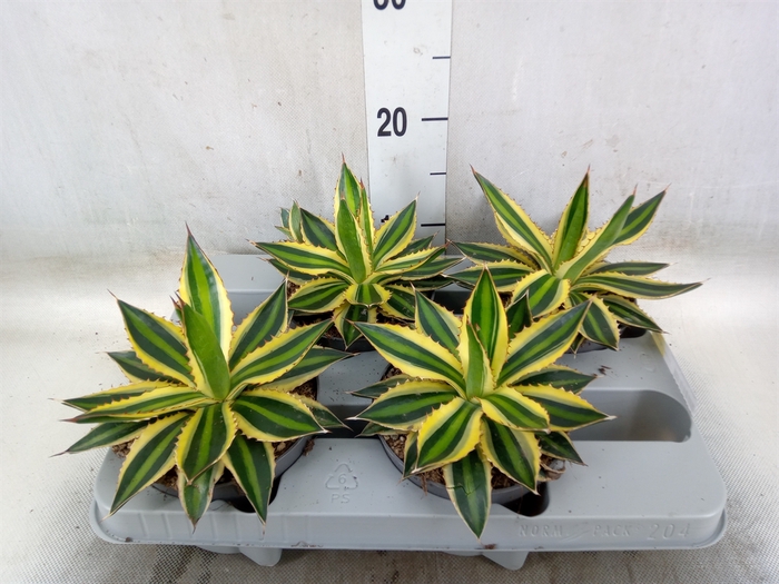 <h4>Agave lophantha 'Quadricolor'</h4>