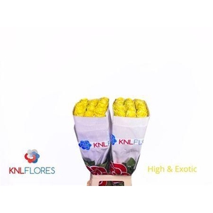 R Gr High & Exotic Ec