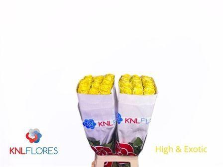 <h4>R Gr High & Exotic Ec</h4>