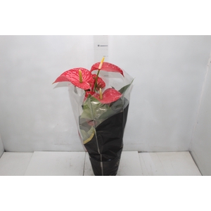 ANTHURIUM MICHIGAN P17 PREMIUM