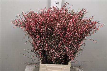 <h4>Genista Pink 400 Gr</h4>