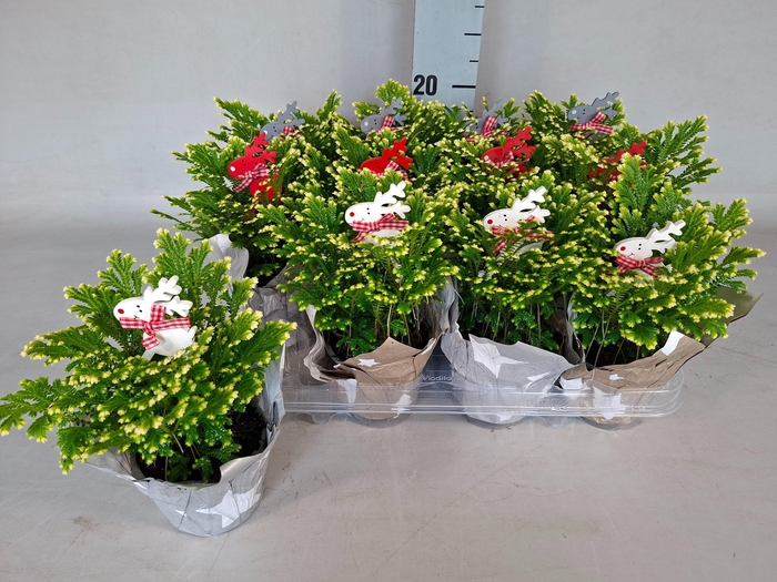 <h4>SELAG M JORI</h4>