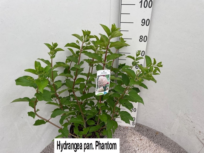 <h4>HYDR PANICULATA</h4>