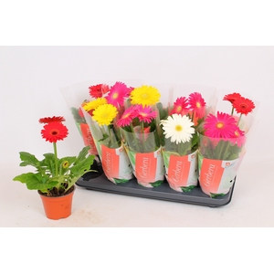 Gerbera Colourgame (35)