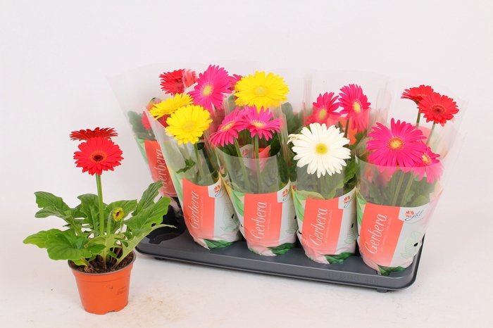 <h4>Gerbera Colourgame (35)</h4>