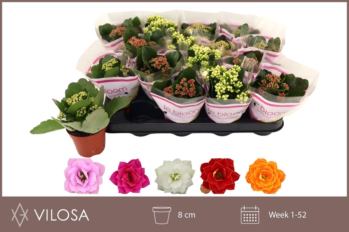 <h4>KAL GE GEM 5 KL</h4>