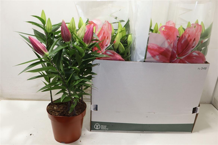 <h4>Lil Or Magny Cours</h4>