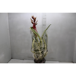 AECHMEA CHANTINI BLACK P17