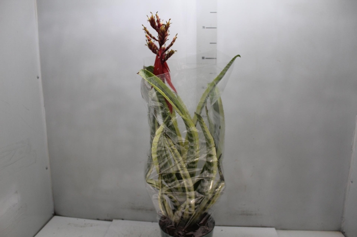 <h4>AECHMEA CHANTINI BLACK P17</h4>