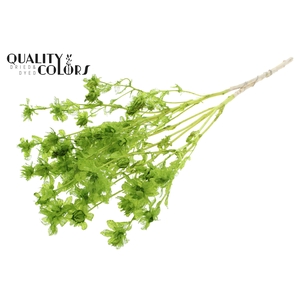Carthamus per bunch Intense Light Green