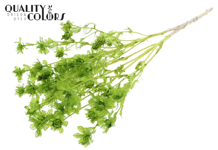 <h4>Carthamus per bunch Intense Light Green</h4>