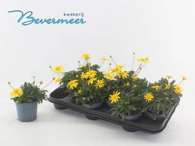 <h4>EURYOPS SONNENSCHEIN</h4>