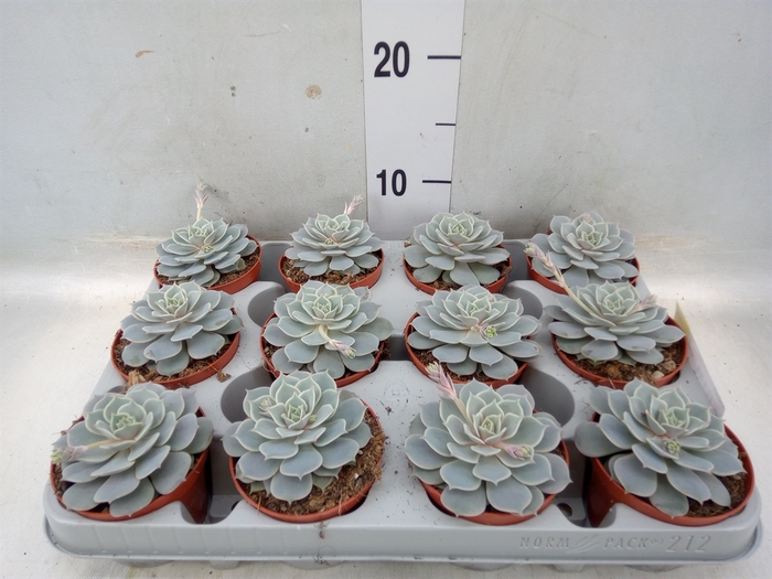 <h4>Echeveria   ...</h4>