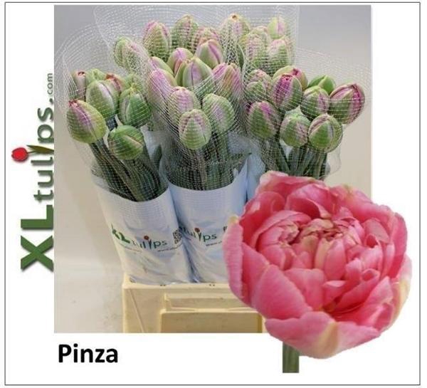 <h4>TU DU PINZA</h4>