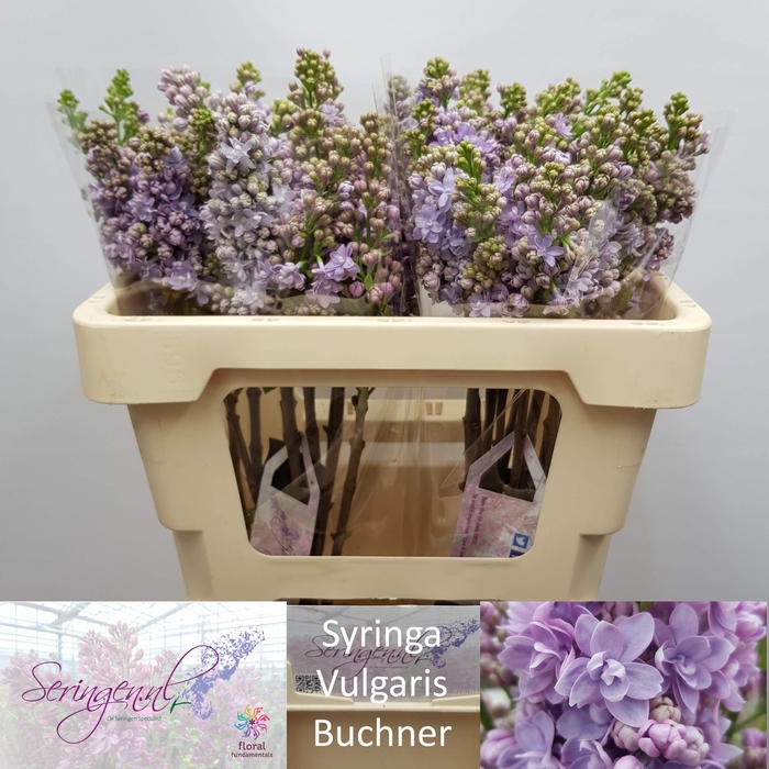 <h4>SYR V MICHEL BUCHNER</h4>