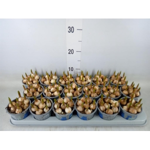 Muscari  'Magic Blue'