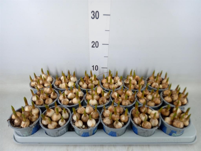 <h4>Muscari  'Magic Blue'</h4>