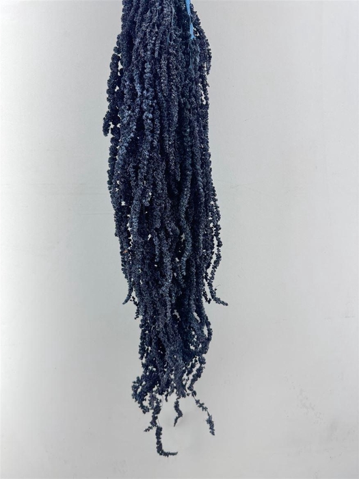 <h4>Pres Amaranthus Caud Antracite Bunch</h4>