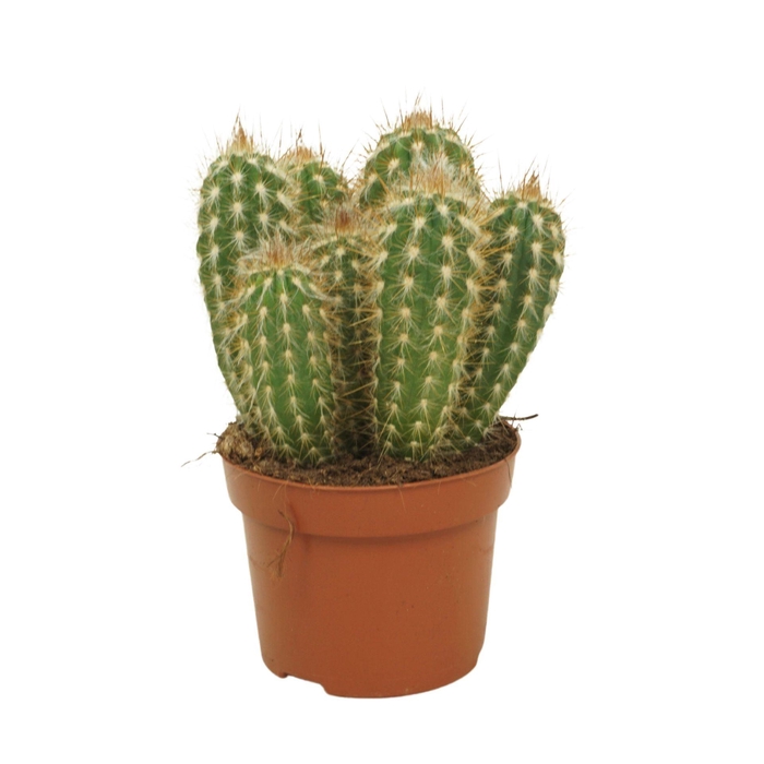 <h4>Cereus</h4>