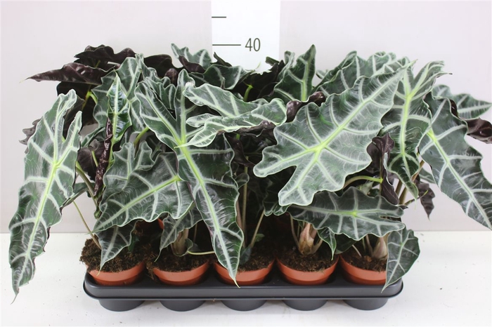 <h4>Alocasia Polly</h4>