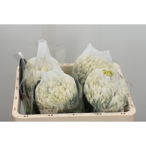 Agap Gletsjer 50cm