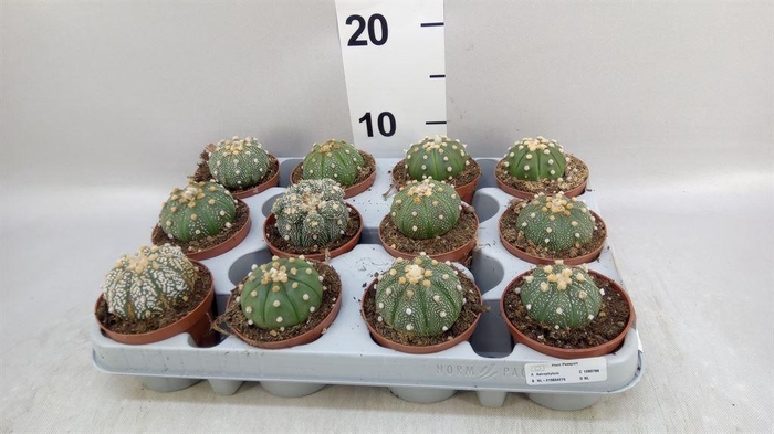 <h4>Cactus   ...</h4>