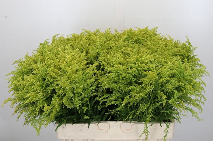 <h4>Solidago Tara Gold</h4>