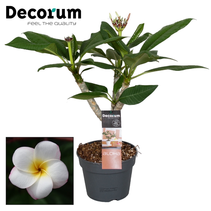 <h4>Plumeria Rubra Pearl 2-3 Tak</h4>