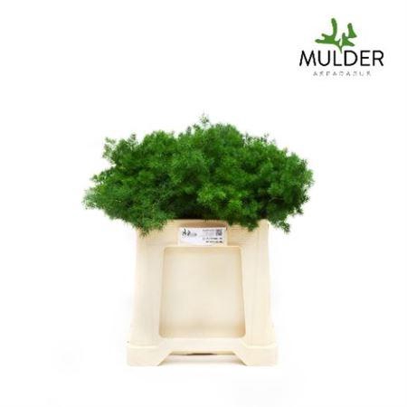 <h4>Asp Umbellatus</h4>