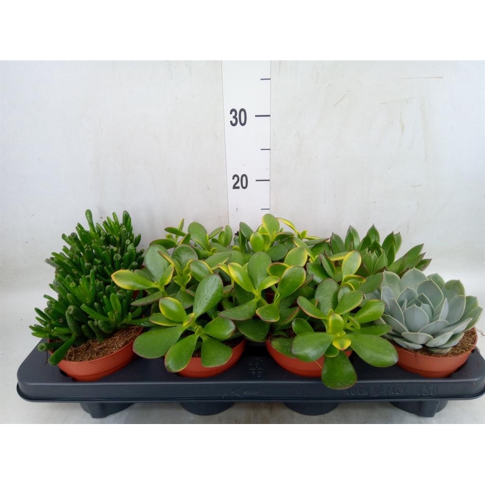 <h4>Succulents   ...mix 4</h4>