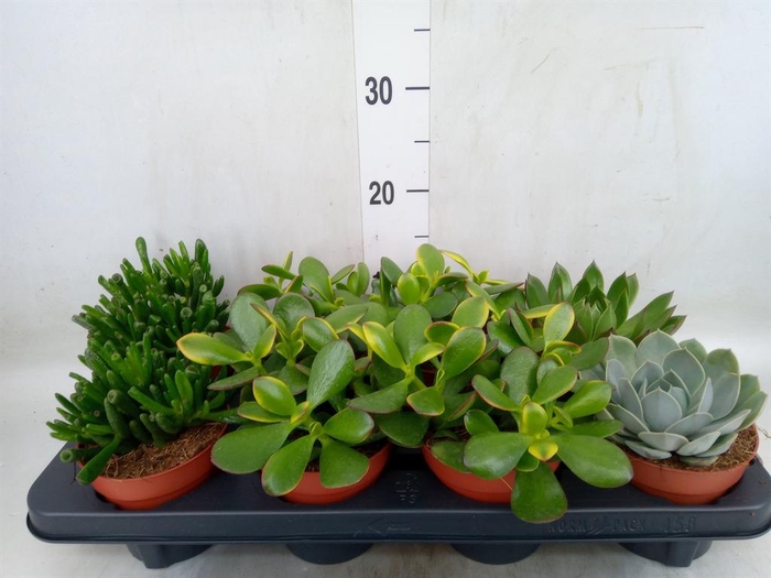 <h4>Succulents   ...mix 4</h4>