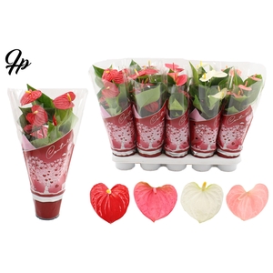 Anthurium 12 cm 4 color mix in Couture hearts sleeve