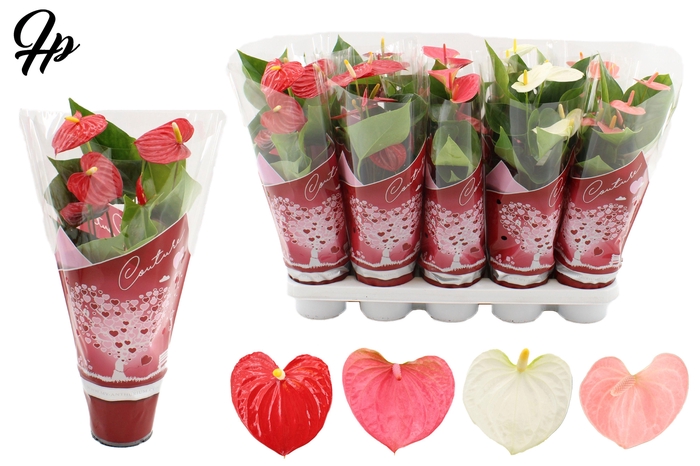 <h4>Anthurium 12 cm 4 color mix in Couture hearts sleeve</h4>