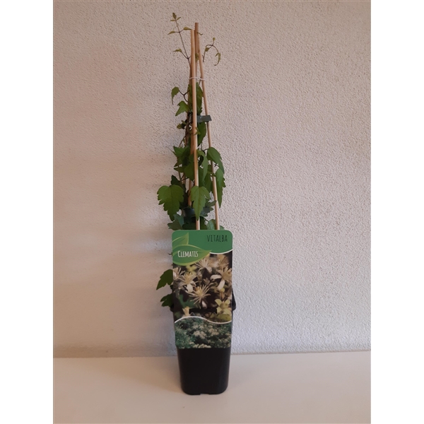 <h4>Clematis vitalba</h4>