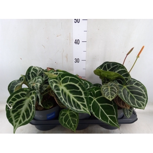 Anthurium cryst. 'Karma Crystal'
