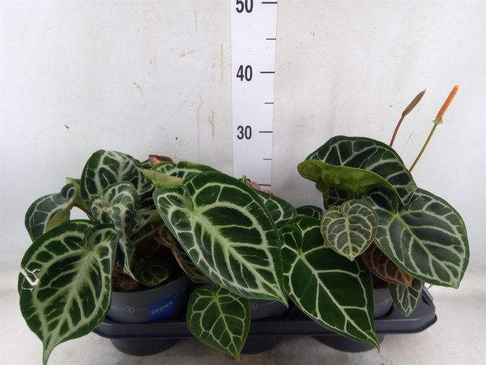<h4>Anthurium cryst. 'Karma Crystal'</h4>