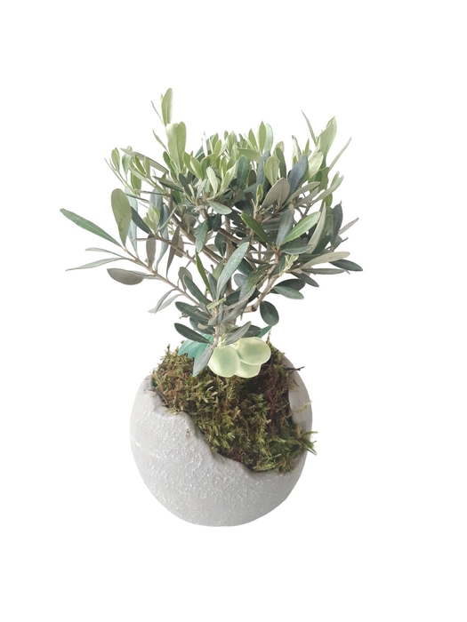 <h4>Arr.   Tuinplanten L%</h4>