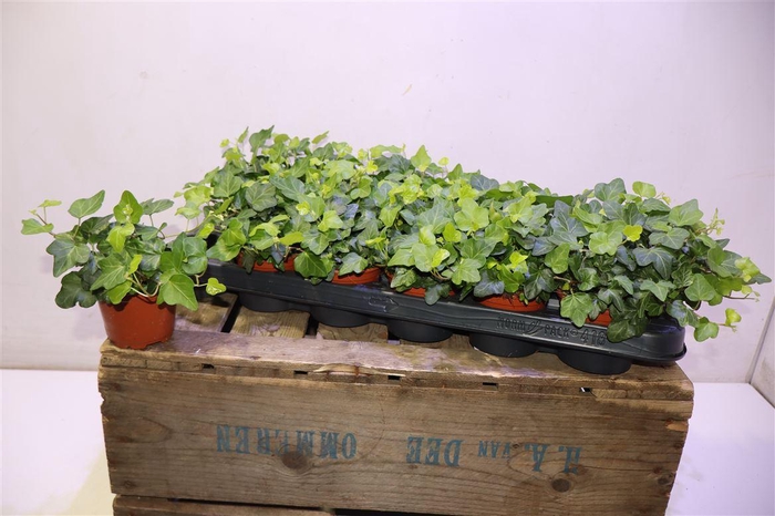 <h4>arr8 Hed He Wonder</h4>