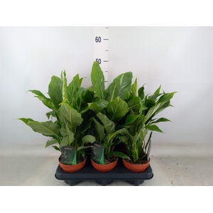 Spathiphyllum  'Diamond'