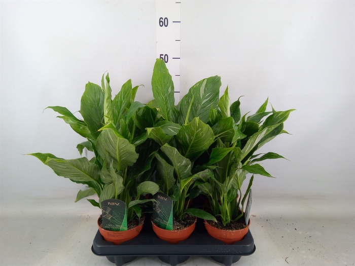 <h4>Spathiphyllum  'Diamond'</h4>