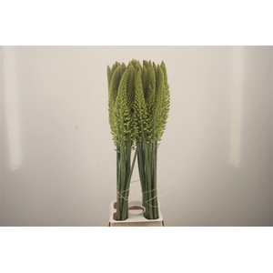 Eremurus White Line Dance