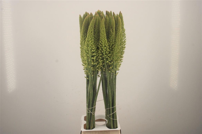 <h4>Eremurus White Line Dance</h4>