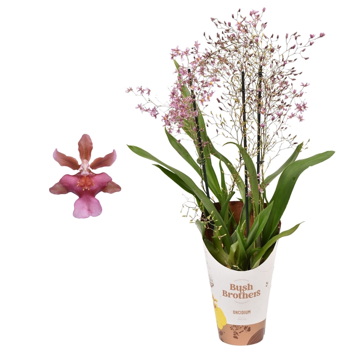 <h4>Oncidium Rosy Sunset 2+ tak</h4>