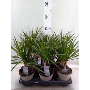 Dracaena marg.